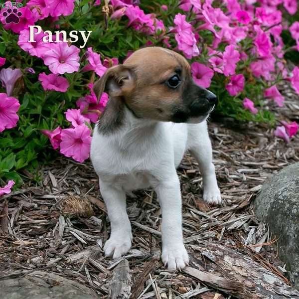 Pansy, Jack-A-Ranian Puppy